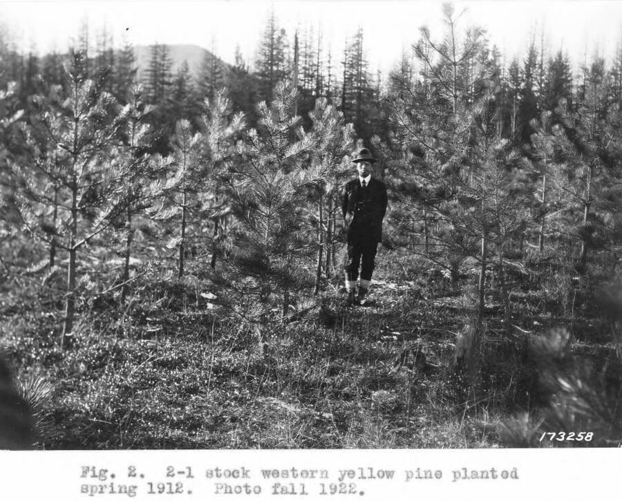 This photo taken from a report that describes ponderosa pine plantings in Benton Flat, 1912-1915, which tested size and age classes of nursery stock, time of planting and several different site aspects. Caption reads: "Fig, 2. 2-1 stock western yellow pine planted spring 1912. Photo fall 1922."