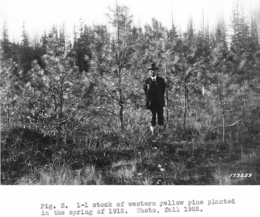 Caption reads: "Fig. 3. 1-1 stock western yellow pine planted in the spring of 1912.  Photo, fall 1922."
