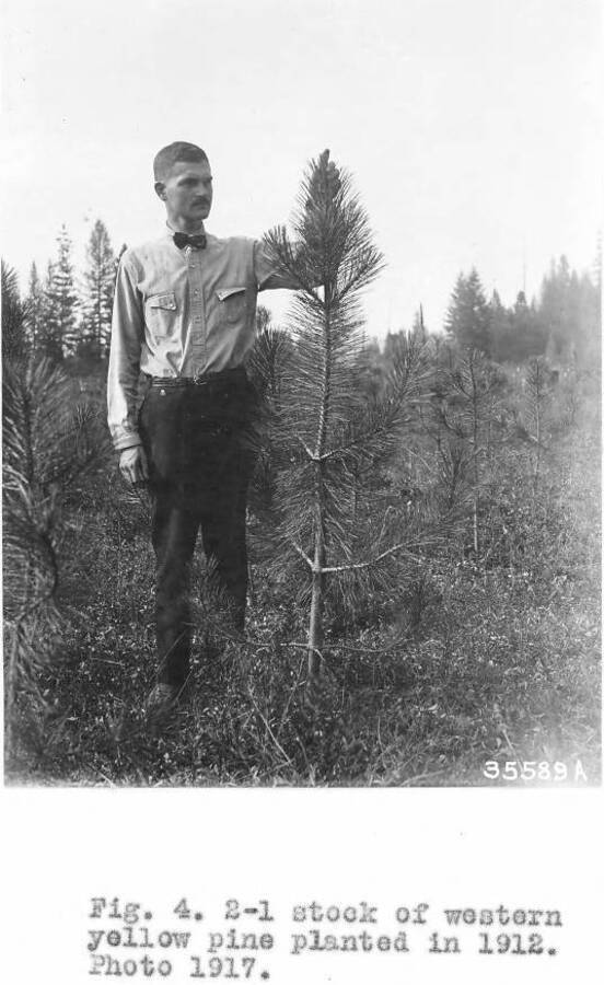 Caption reads: "Fig. 4. 2-1 stock of western yellow pine planted in 1912. Photo 1917."