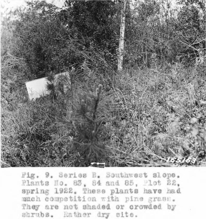 Caption reads: "Fig. 9. Series B. Southwest slope. Plants No. 83, 84 and 85, Plot 22, spring 1922. These plants have had much competition with pine grass. They are not shaded or crowded by schrubs. Rather dry site."