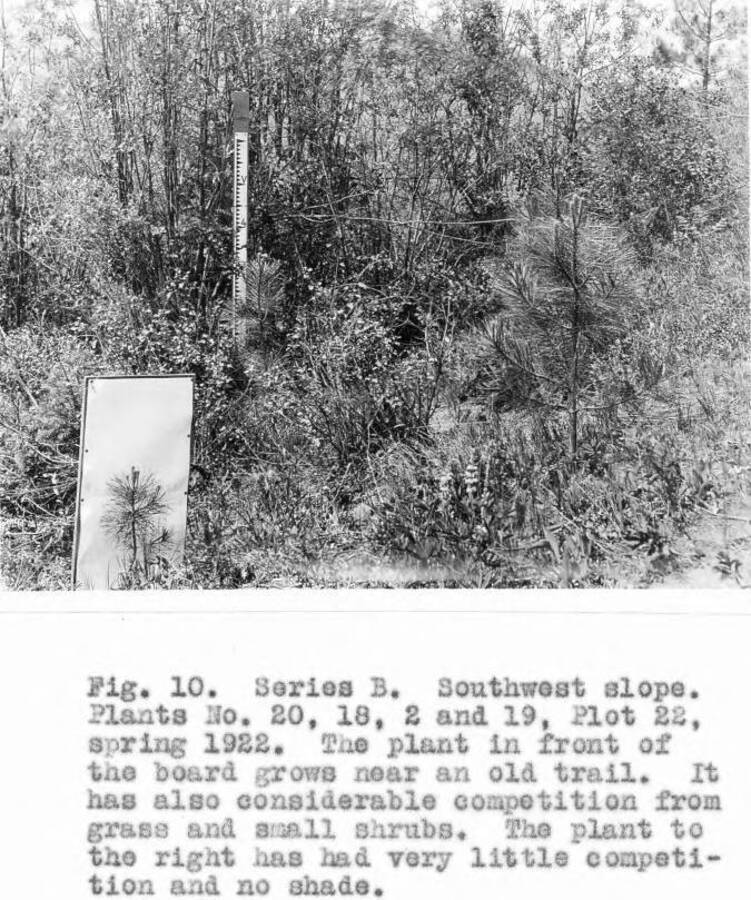 Caption reads: "Fig. 10. Series B. Southwest slope. Plants No. 20, 18, 2 and 19, Plot 22, spring 1922. The plant in front of the board grows near an old trail. It has also considerable competition from grass and small shrubs. The plant to the right has had very little competition and no shade."