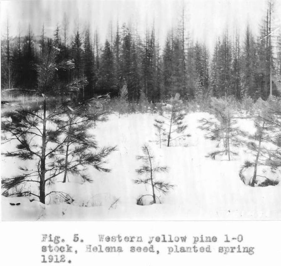 Caption reads: "Fig. 5. Western yellow pine 1-0 stock, Helena seed, planted spring 1912."