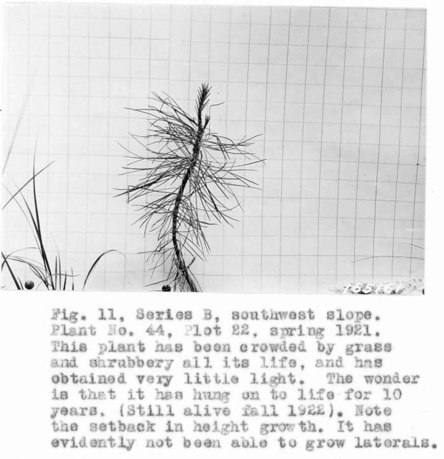 Caption reads: "Fig. 11. Series B, southwest slope. Plant No. 44, Plot 22, spring 1921. This plant has been croweded by grass and shrubbery all its life, and has obtained very little light. The wonder is that it has hung on to life for 10 years. (Still alive fall 1922). Note the setback in height growth. It has evidently not been able to grow laterals."