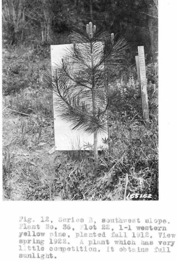 Caption reads: "Fig. 12. Series B, southwest slope. Plant No. 36, Plot 22, 1-1 western yellow pine, planted fall 1912. View spring 1922. A plant which has very little competition. It obtains full sunlight."