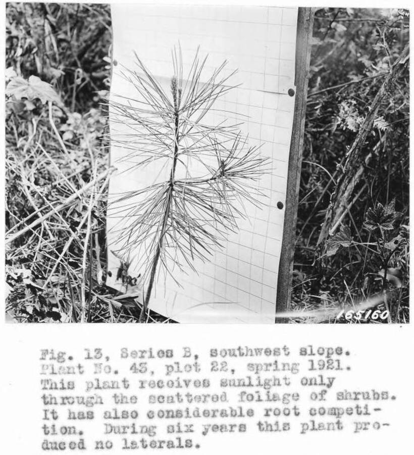 Caption reads: "Fig. 13. Series B, southwest slope. Plant No. 43, plot 22. spring 1921. This plant receives sunlight only through the scattered foliage of shrubs. It has also considerable root competition. During six years this plant produced no laterals."