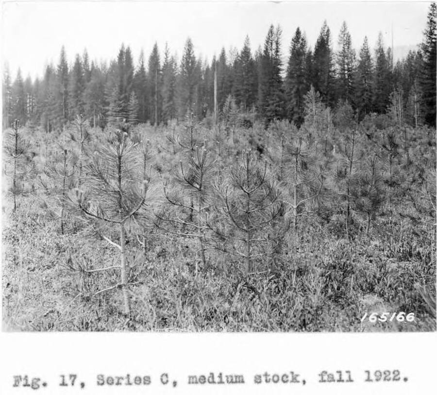 Caption reads: "Fig. 17, Series C, medium stock, fall 1922."