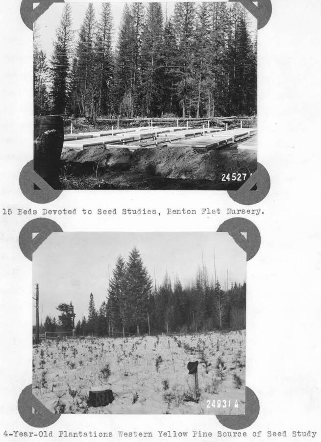 24527A: "15 Beds Devoted to Seed Studies, Benton Flat Nursery."  24931A: 4-Year-Old Plantations Western Yellow Pine Source of Seed Study." Now known as ponderosa plot 162.