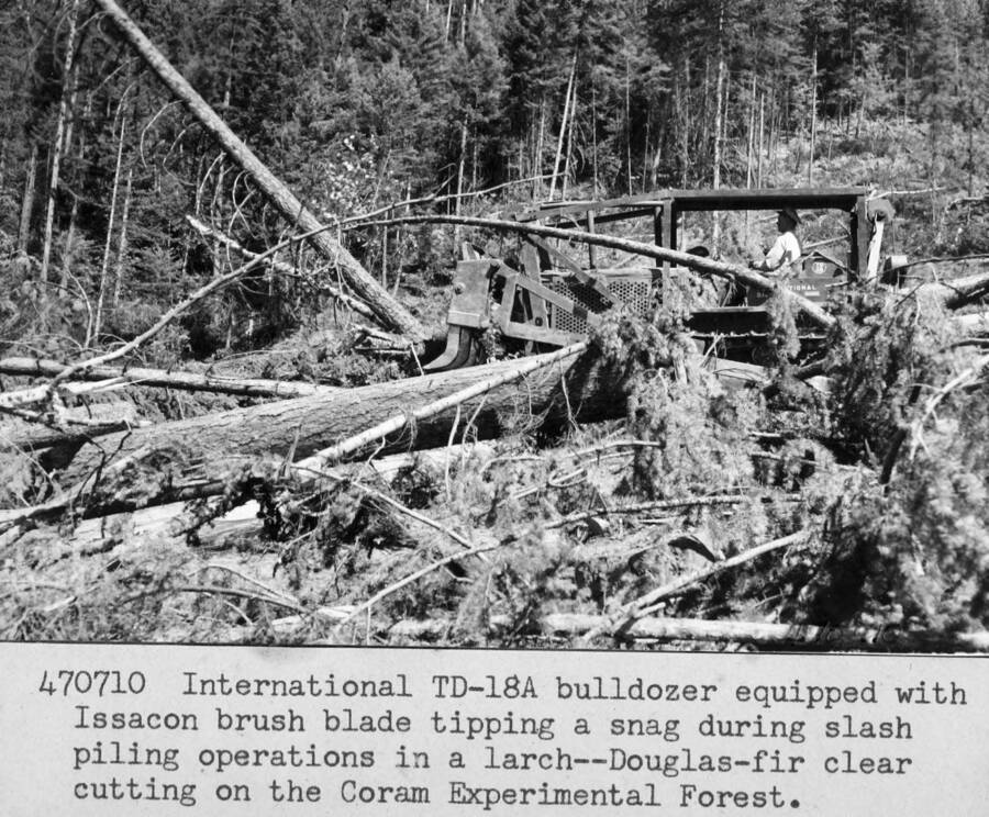Tipping a snag during slash piling operations in a larch-Douglas fir clear cutting on the Coram Experimental Forest.