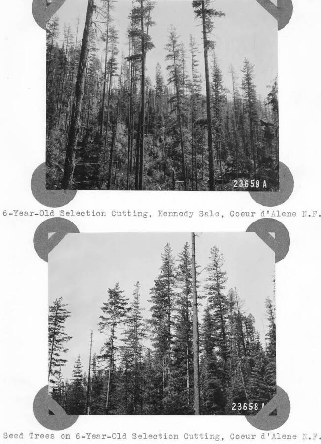 23659A: "6-Year-Old Selection Cutting, Kennedy Sale, Coeur d'Alene N.F." 23658A: "Seed Trees on 6-Year-Old Selection Cutting, Coeur d'Alene N.F."