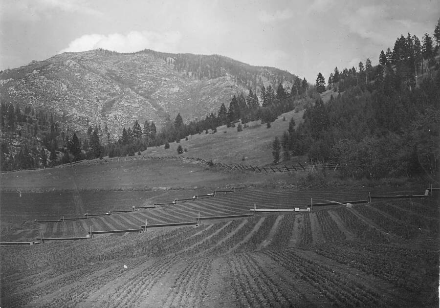 Back of photo reads: "Transplant area; Douglas Fir in the foreground.  Boulder Nursery, Helena National Forest, Montana."
