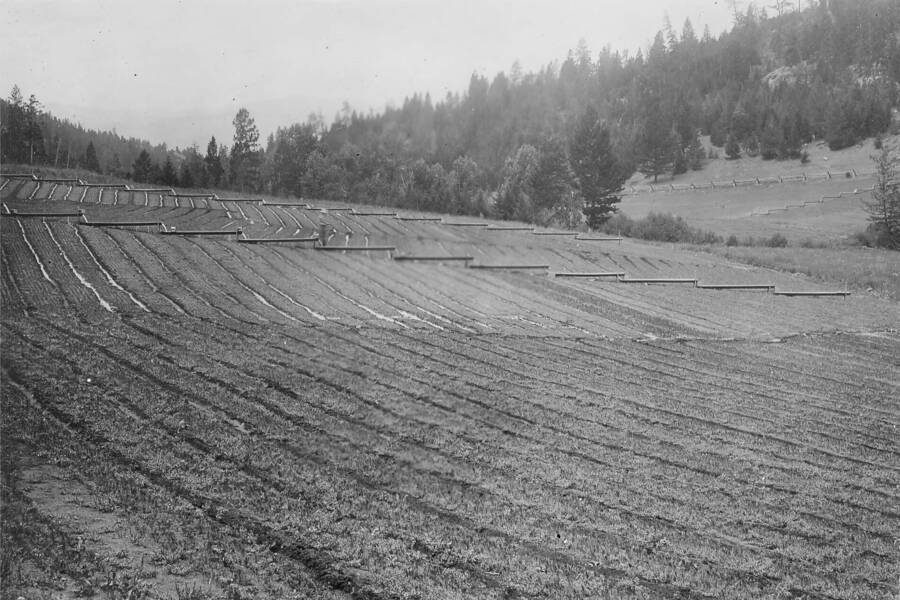 Back of photo reads: "Transplant area, showing improper method of irrigation." This area should be terraced. Boulder Nursery, Helena National Forest, Montana."