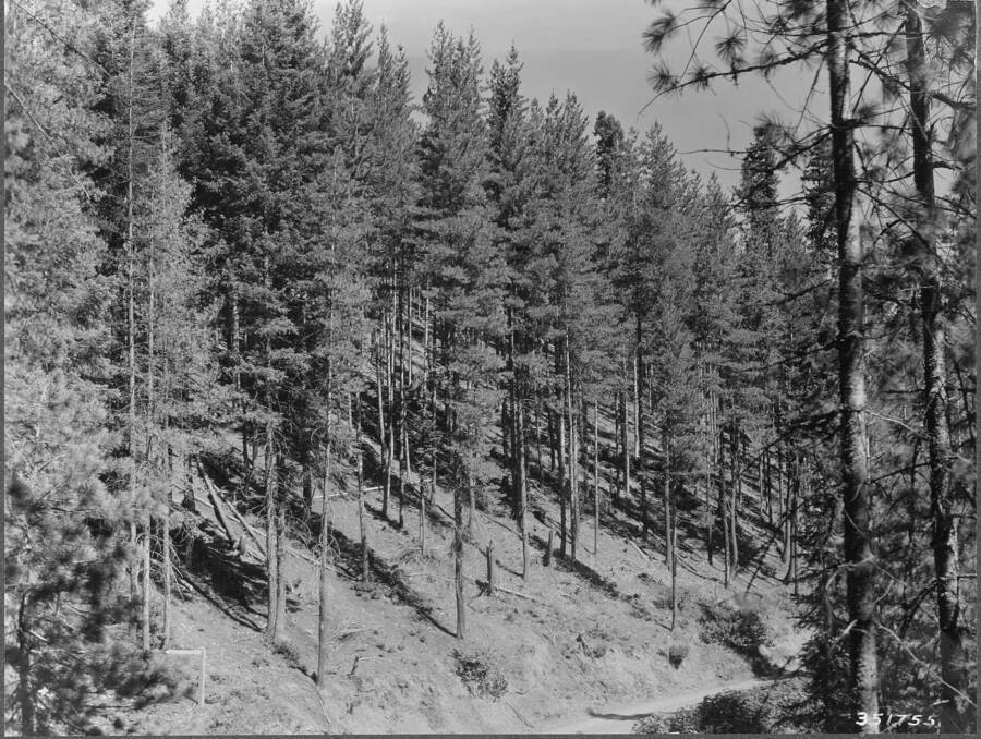 Thinning in 65-year western white pine stand. Sands Creek. Deception Creek Experimental Forest, Idaho