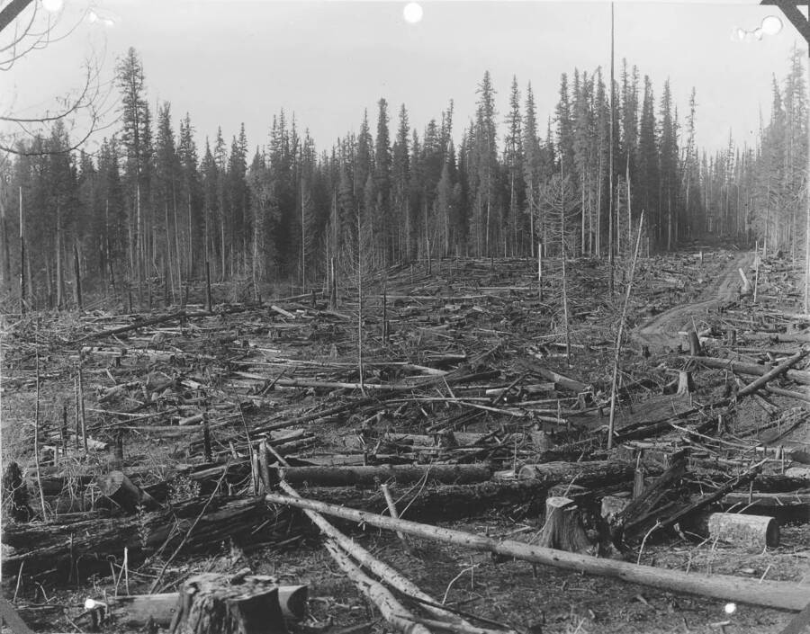 Title plate reads:"Experimental planting area for the western white pine type at Priest River Experimental Station.  Area logged in 1910 by Jurgens Bros. and brush burned broadcast; the large amount of debris left on ground after logging typical over-mature stand in this type."