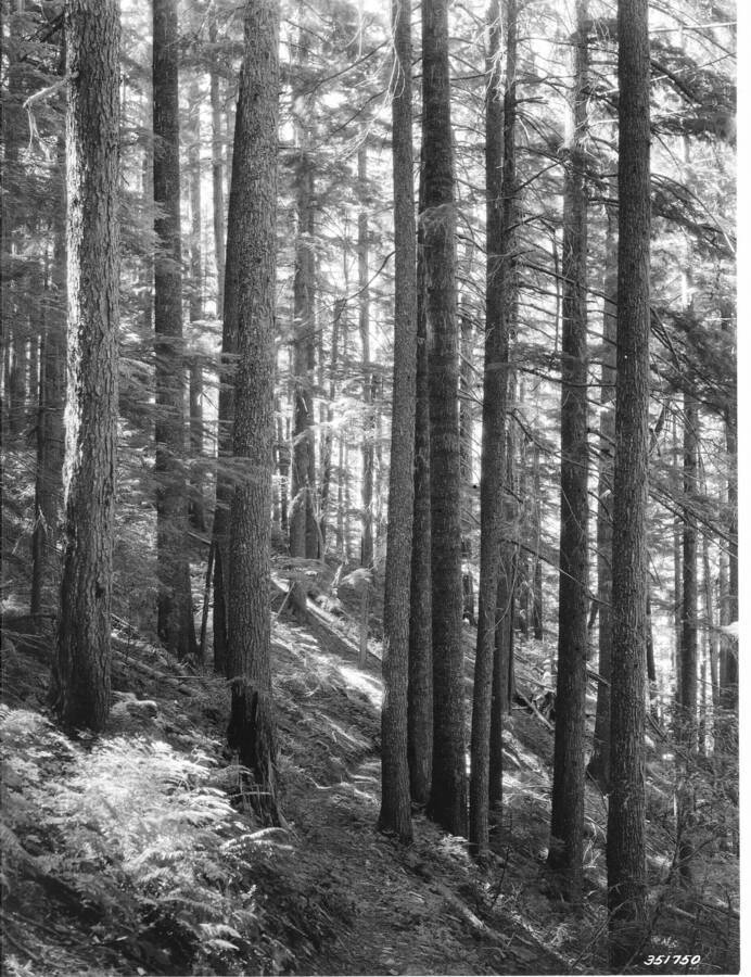 Heavy white pine and hemlock timber in 200-year-old virgin stand in Montford Creek Natural Area, Deception Creek Experimental Forest, Idaho.
