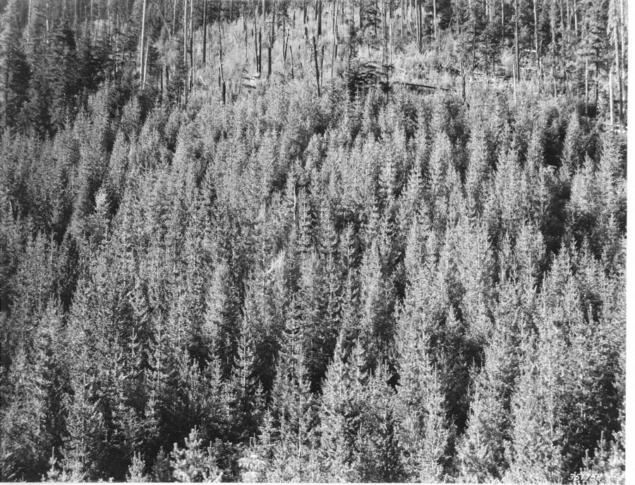 Thrifty 25-year western white pine reproduction on Ault cutting, North Fork Coeur d'Alene River.
