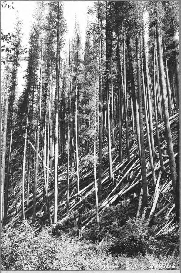 Thrifty 25-year western white pine reproduction Deception Creek Experimental Forest. This area was clearcut as a part of a clearcutting in strips administrative experiment made in 1910.