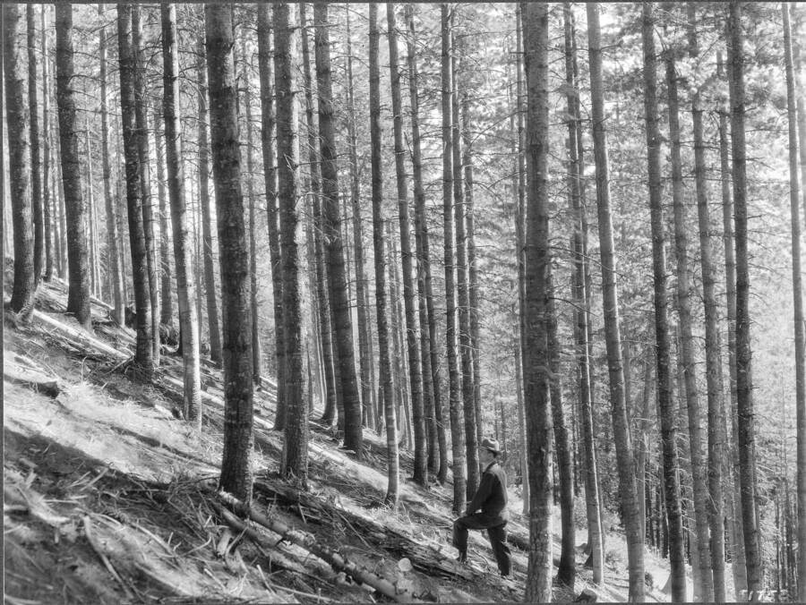 Interior view of thinning in 65-year western white pine. Sands Creek, Deception Creek Experimental Forest, Idaho. September 1937.