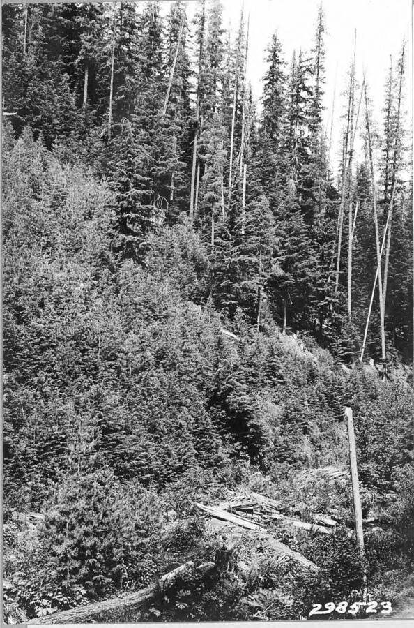 Lower Sands Creek, Deception Creek Experimental Forest, View of uncut timber left between clearcut strips, showing the mixture of white pine with hemlock and fir. Reproduction of cut strips secured through seeding-in from the uncut timber. Understory of uncut strip mostly hemlock. Uncut timber 161-200 years old. Reproduction about 20 years old.