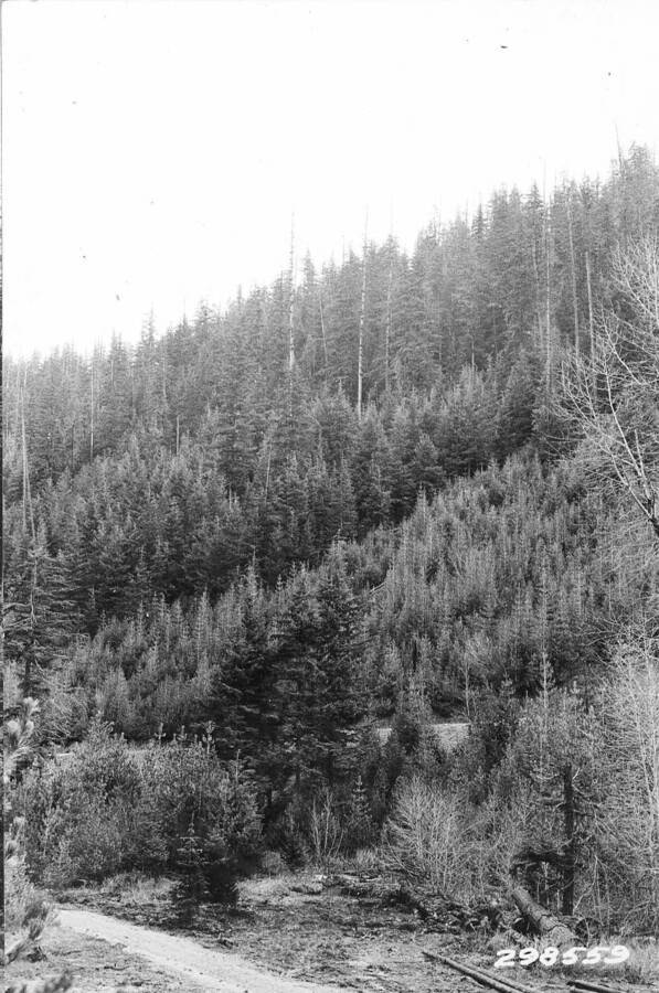 Lower Sands Creek, Deception Creek Experimental Forest, View of uncut timber left between clearcut strips, showing the mixture of white pine with hemlock and fir. Reproduction of cut strips secured through seeding-in from the uncut timber. Understory of uncut strip mostly hemlock. Uncut timber 161-200 years old. Reproduction about 20 years old.
