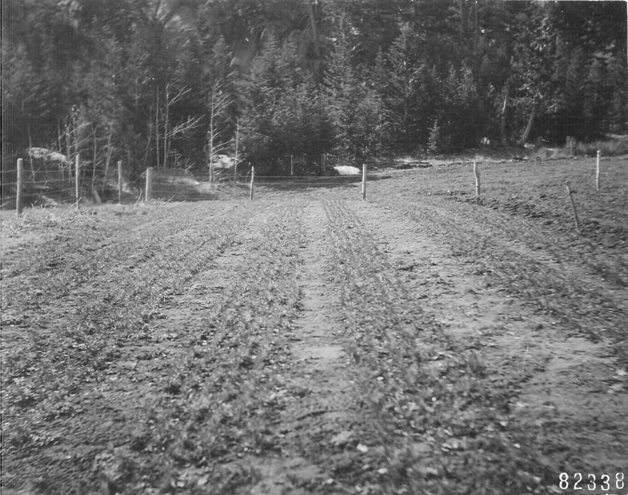Back of photo reads:"General view of transplant ground showing long rows + paths for irrigation, Boulder Nursery Mont."