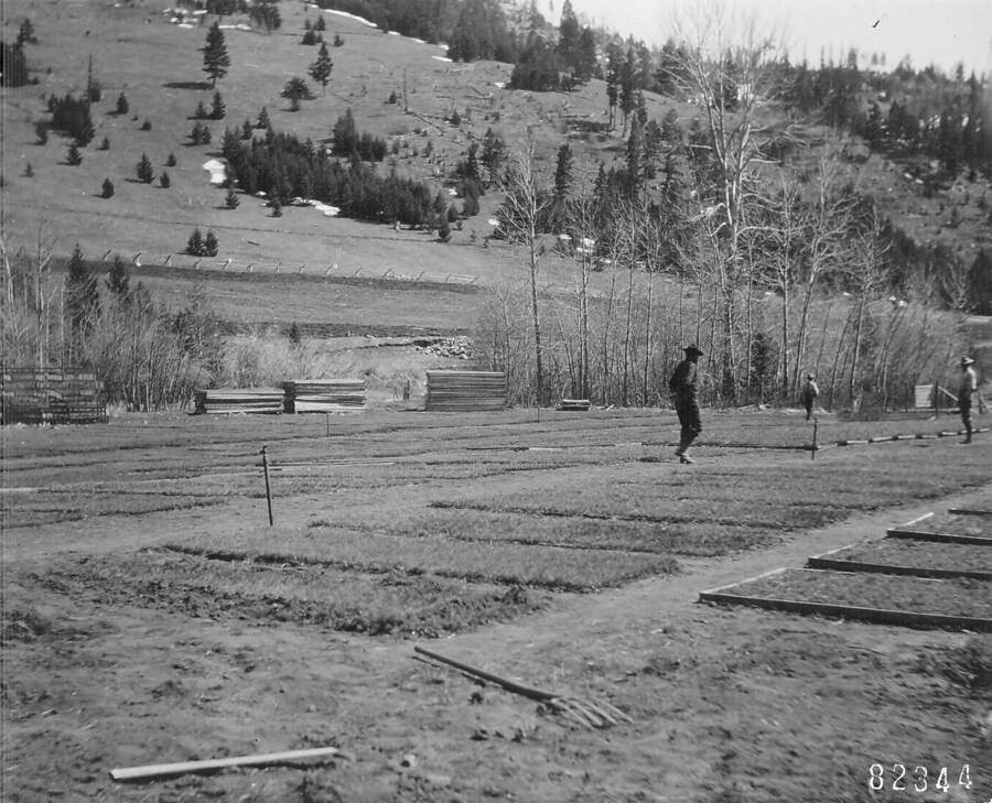 Back of photo reads: "Helena General view of Boulder Nursery, showing seed beds + their arrangement."