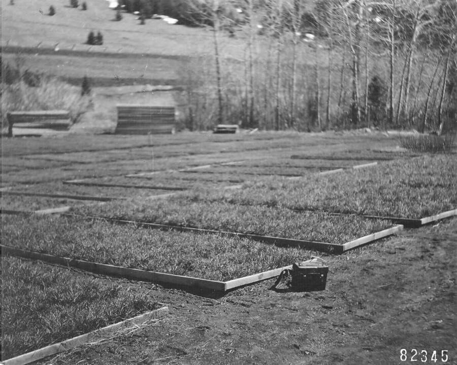 Back of photo reads: "Nursery beds of Idaho Yellow Pine 2 years old ready for the field, Boulder Nursery, Mont."