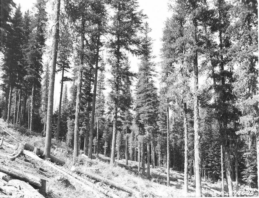 Disposal of overdense hemlock reproduction from under a 140-year-old shelterwood of western white pine, Sands Creek, Deception Creek Experimental Forest, Idaho.