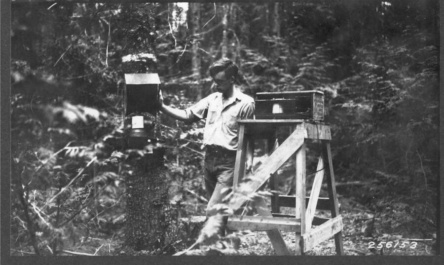 Dendrograph on WWP tree with soil and air thermograph set up beside the tree studied. 1930. George Jemison standing next to instruments.