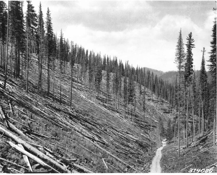 General view of Ames Creek clear-cutting with alternate western white pine shelterwood strips DCEF, Idaho. Cutting made in 1935.  All merchantable meterial cut in clear-cut strips and the remainder felled and area broadcast burned in fall of 1936. In shelterwood strips about half the white pine volume was logged leaving about 20 M feet per acre. Trees of other species, mostly a hemlock understory, were removed in a stand improvement operation. Clear-cut strips are about 400 feet wide and shelterwood strips about 260 feet.  Natural regeneration is expected. Taken 8-7-38.
