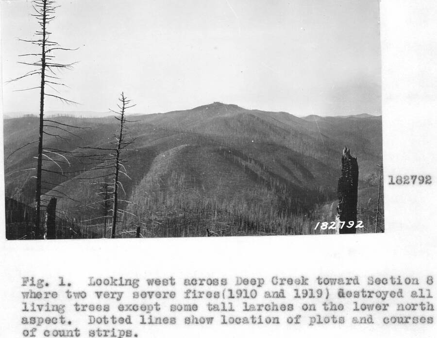 The following photos were used in  a report by Larsen,"Study of Natural Regeneration After Fire, a Progress Report. Fall 1923". The report and photos are from single and double burns in the Deep Creek and Jordan Creek area northeast of the Magee Ranch. Caption reads: "Fig. 1. Looking west across Deep Creek toward Section 8 where two very severe fires (1910 and 1919) destroyed all living trees except some tall larches on the lower north aspect."