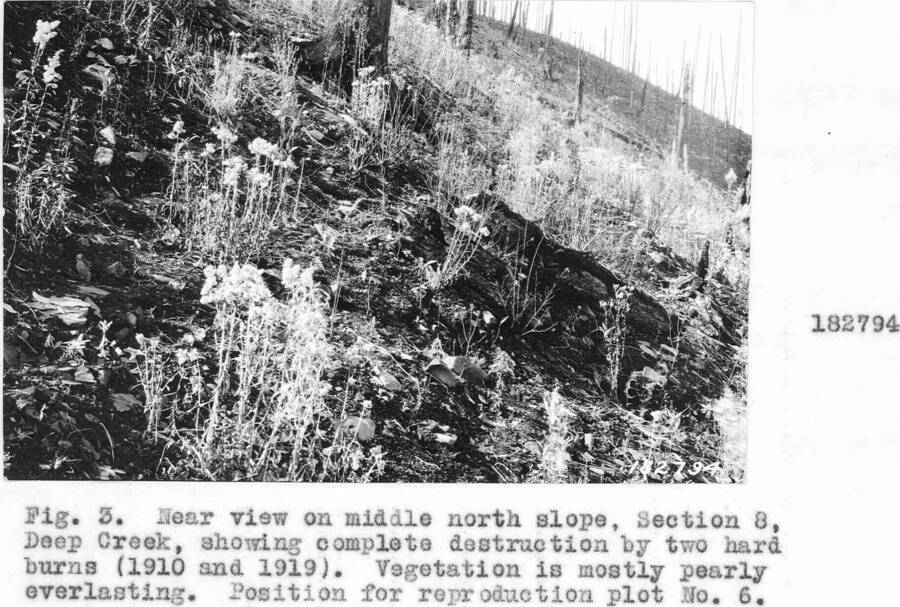Caption reads: "Fig.3. Near view on middle north slope, Section 8, Deep Creek, showing complete destruction by two hard burns (1910 and 1919)."