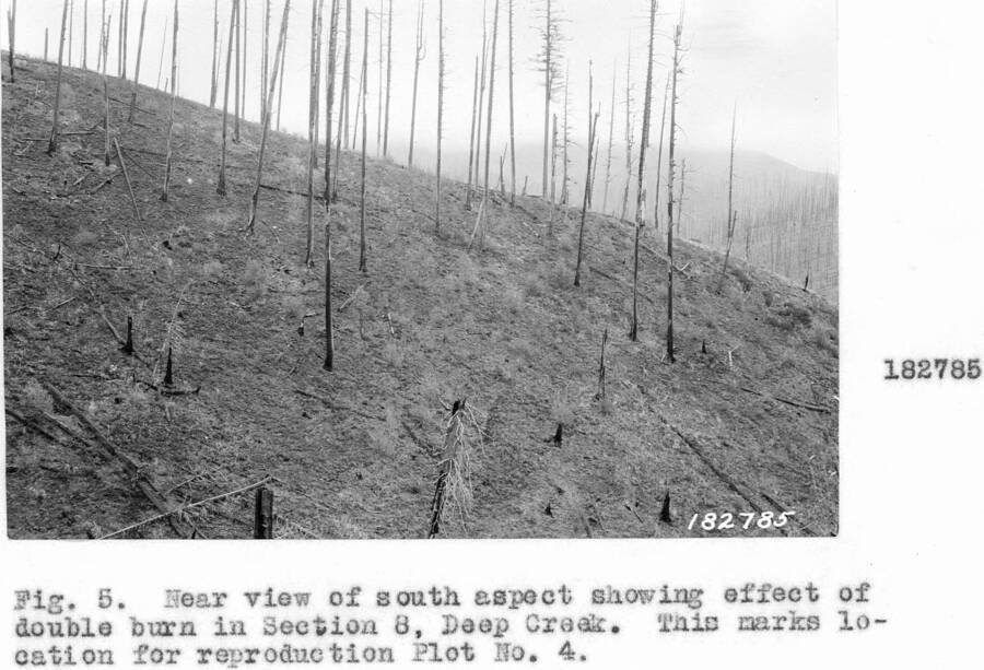 Caption reads: "Fig.5. Near view of south aspect showing effect of double burn in Section 8, Deep Creek."