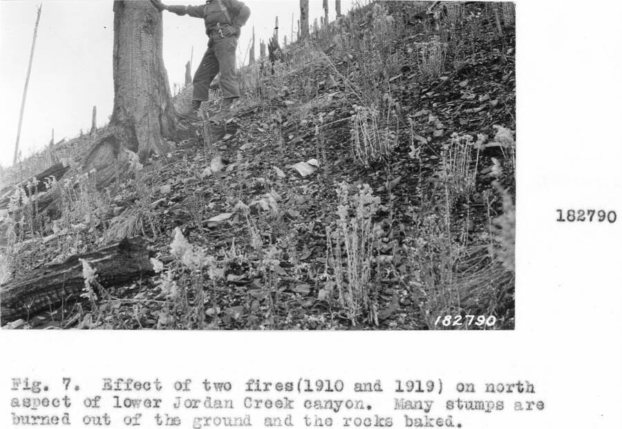 Caption reads: "Effect of the two fires (1910 and 1919) on north aspect of lower Jordan Creek canyon."