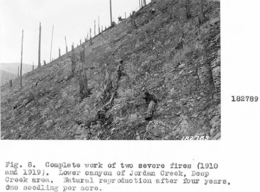Caption reads: "Complete work of two severe fires (1910 and 1919). Lower canyon of Jordan Creek, Deep Creek area. Natural reproduction after four years, one seedling per acre."