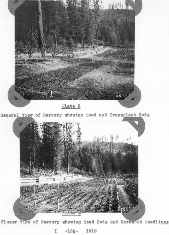 Plate 5 caption: "General view of Nursery showing Seed and Transplant Beds." Plate 6 caption: "Closer view of Nursery showing Seed Beds and Hardwood Seedlings." This is the Benton Meadow site, south side of meadow, beside what is now road 597A.