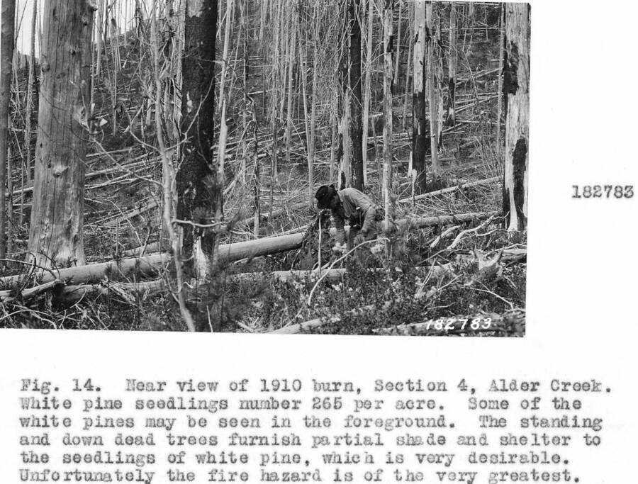 Caption reads: "Fig. 14. Near view of 1910 burn, Section 4, Alder Creek. White pine seedlings number 265 per acre."