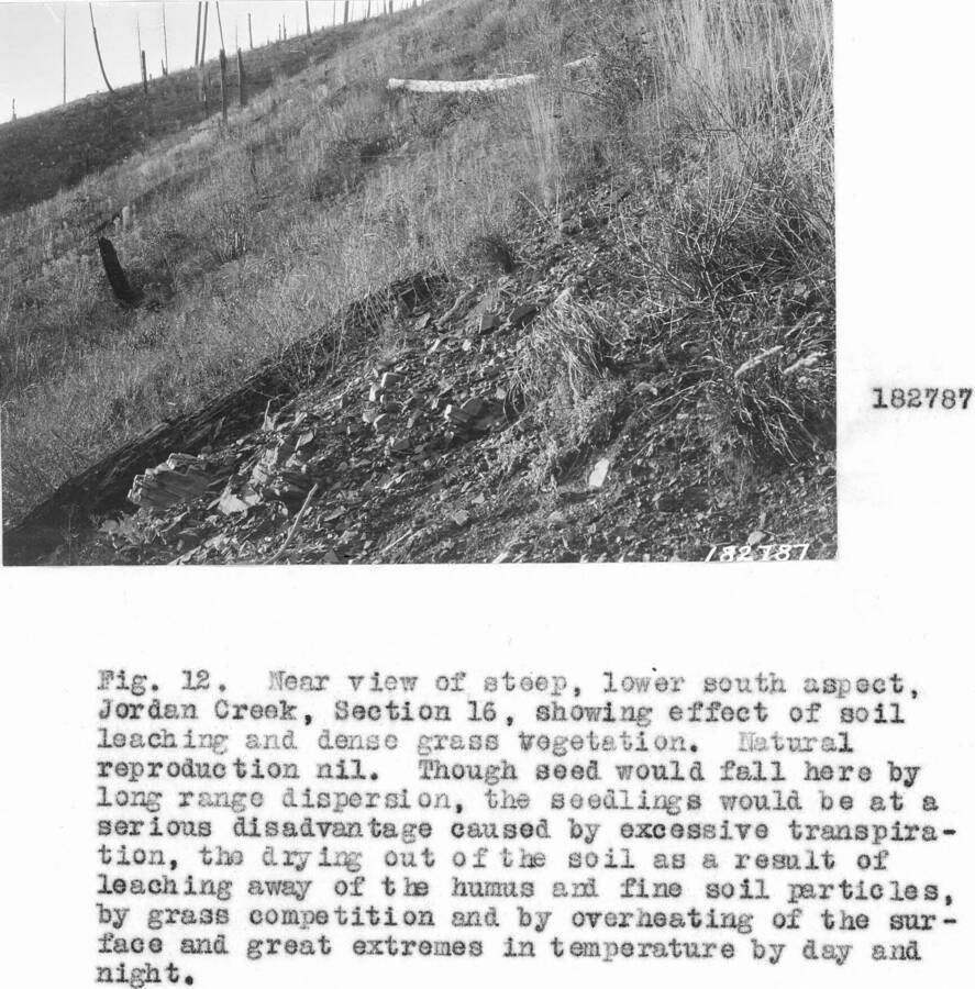 Caption reads: "Fig. 12. Near view of steep, lower south slope aspect, Jordan Creek, Section 16, showing the effect of soil leaching and dense grass vegetation. Natural reproduction nil."