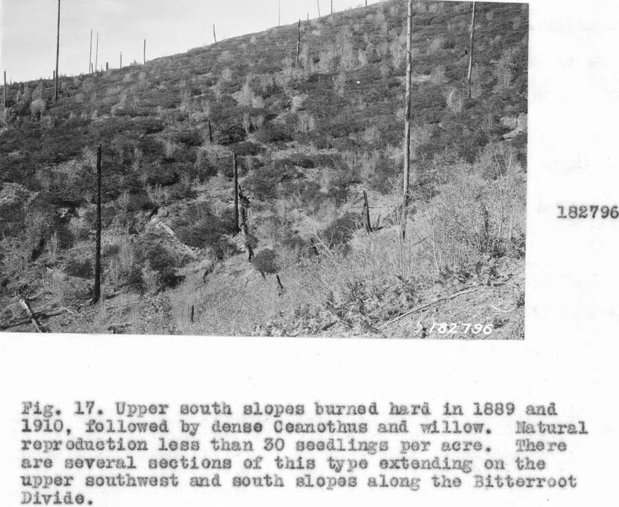 Caption reads: "Fig. 17. Upper south slopes burned hard in 1889 and 1910, followed by dense Ceanothus and willow. Natural reproduction less than 30 seedling per acre."