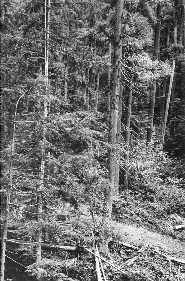 From the Finger Gulch file, pre harvest photos. From photo point N-20, caption reads: "Deception Creek Experimental Forest, from photo point No. 2, Finger Gulch sale area showing mature stand of timber before logging."