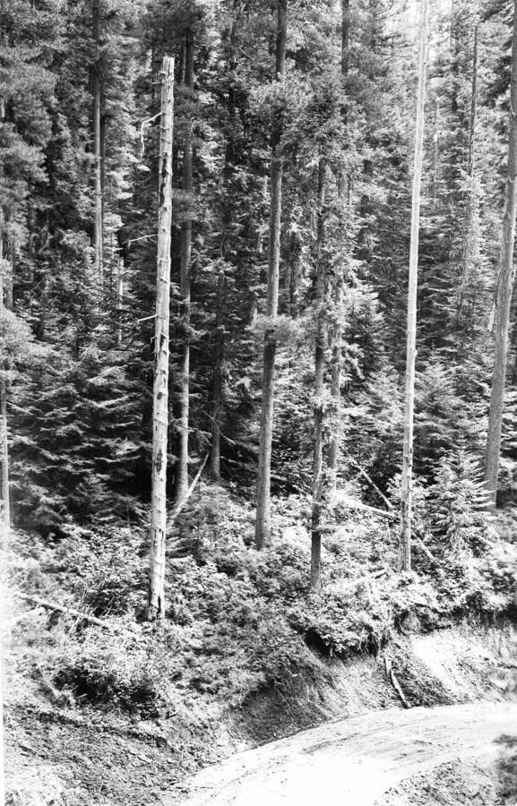 Caption reads: "Personal No. 4, Finger Gulch Logging Job, Photo Point #2."