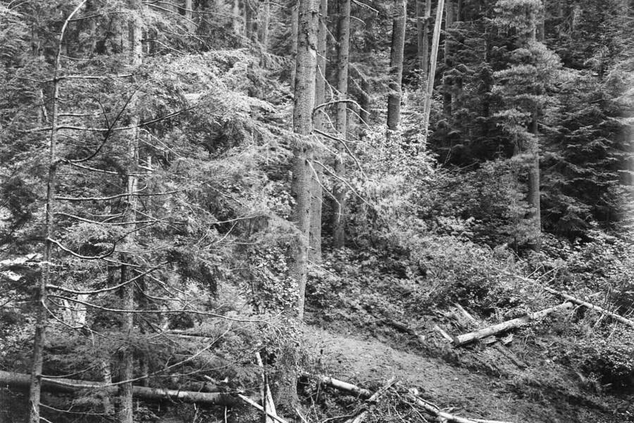 Caption reads: "Personal No. 3, Finger Gulch Logging Job, Photo Point #2". Similar view as 379193.