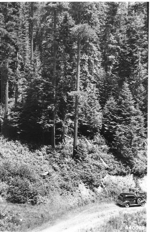 Repeat of 379194 after merchantable white pine had been logged.  Finger Gulch sale area.