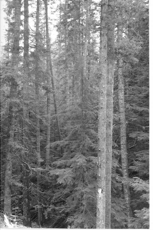 The following photos taken from point M-20. Caption reads: "Personal No.5, Finger Gulch Logging Job, Photo Point #3."