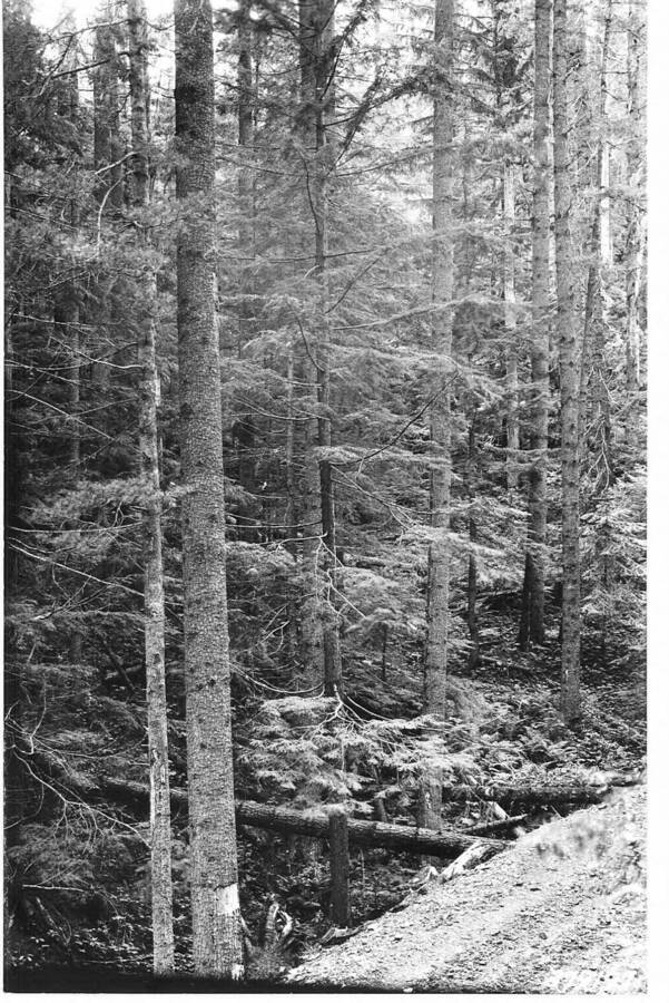 Caption reads:"Finger Gulch sale area Deception Creek Experimental Forest, showing 160-200 year stand of WWP before logging. Taken from photo point #3 on Finger Gulch."