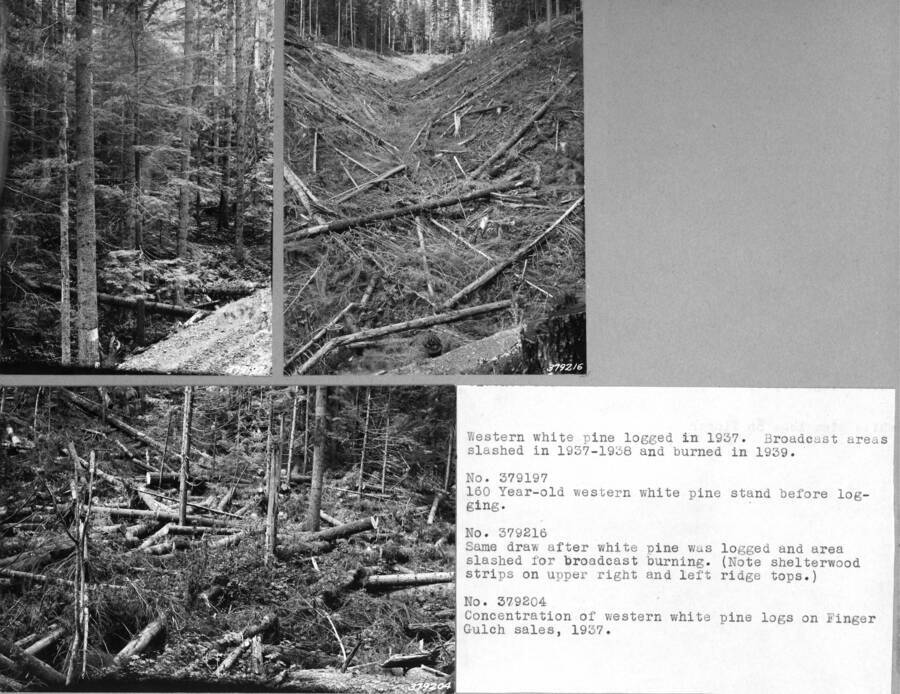 Western white pine logged in 1937. Broadcast areas slashed in 1937-1938 and burned in 1939. No. 379197: "160 Year-old western white pine stand before logging." No. 379216: "Same draw after white pine was logged and area slashed for broadcast burning. (Note shelterwood strips on upper right and left ridge tops.)" No. 379204: "Concentration of western white pine logs on Finger Gulch sales, 1937."