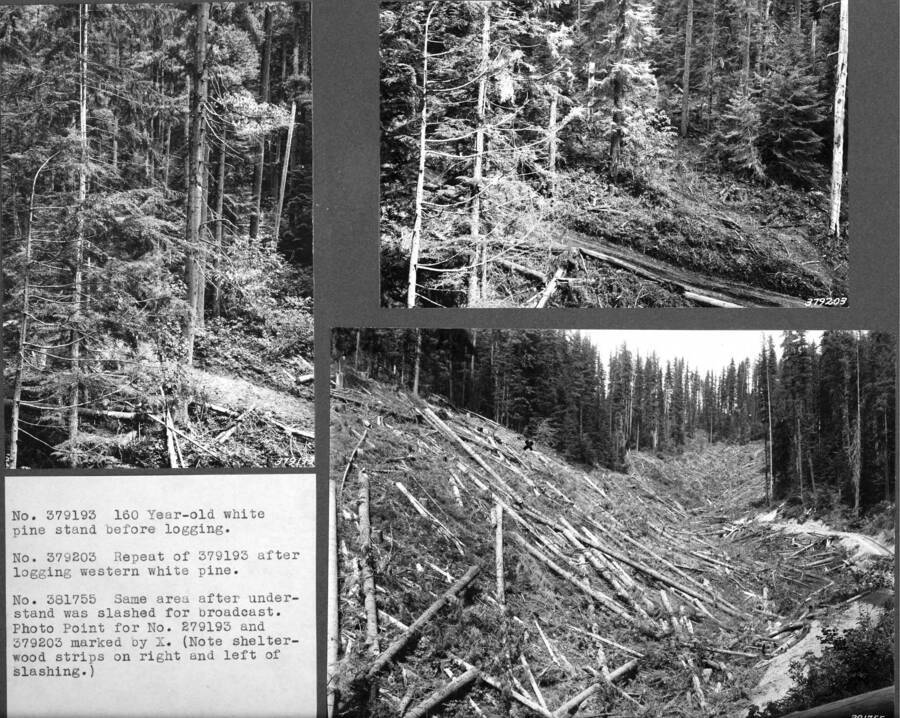 No. 379193 160 Year-old white pine stand before logging.  No. 379203 Repeat of 379193 after logging western white pine.  No. 381755 Same area after under-stand was slashed for broadcast. Photo point for No. 279193 and 379203 marked by X. (Note shelterwood strips on right and left of slashing.)