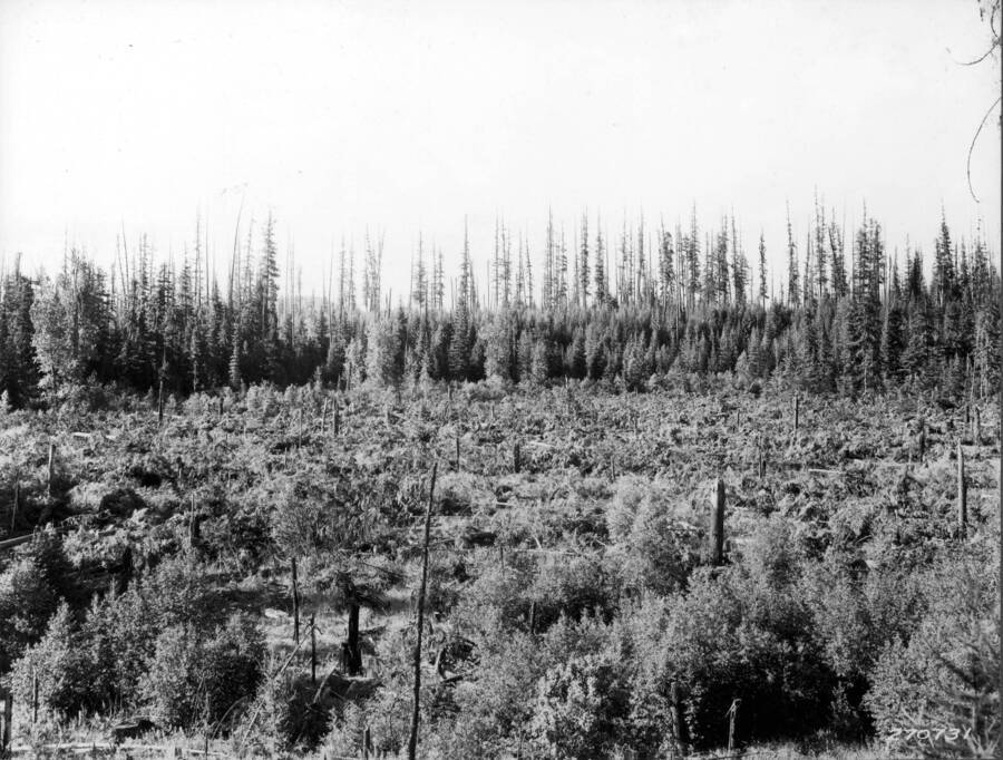 Found at PREF, these mounted photos have been stored in box marked"PREF Photo Boxs 1 or 1A" and now reside in the Moscow FSL. "View across area slashed for burning to prevent fire hazard on Priest River Exp. For. July-Augst 1932."