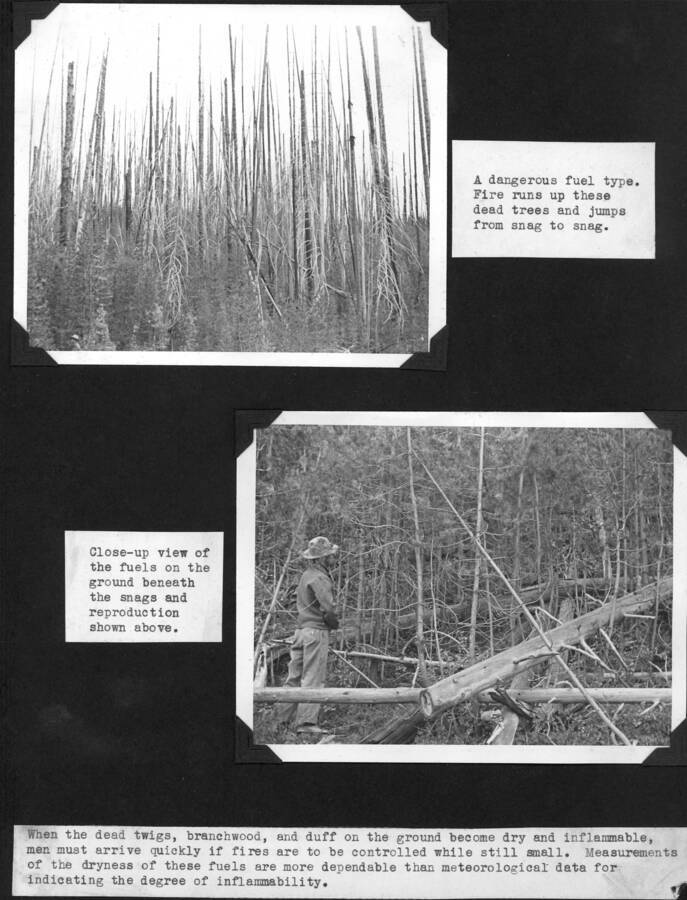 Top photo: "A dangerous fuel type. Fire runs up these dead trees and jumps from snag to snag." Bottom photo: "Close up view of the fuels on the ground beneath the snags and reproduction shown above." Caption: "When the dead twigs, branchwood, and duff on the ground become dry and inflammable men must arrive quickly if fires are to be controlled while still small. Measurements of the dryness of these fuels are more dependable than meteorological data for indicating the degree of inflammability."