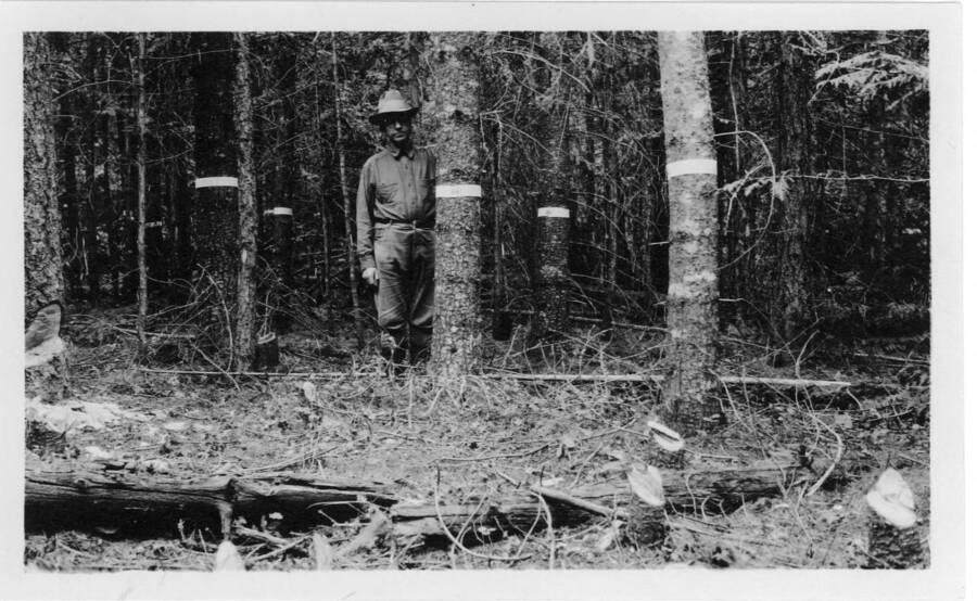 Showing interior of plot 110 before thinning with Dean F.G. Miller in foreground. Views #A1 & #A2 were taken after thinning from this location. Exposed April 1926 by Kempff. Kempff's personal #11. Offical No. 251445. View from Photo Station #1. Miller by Tree #12.