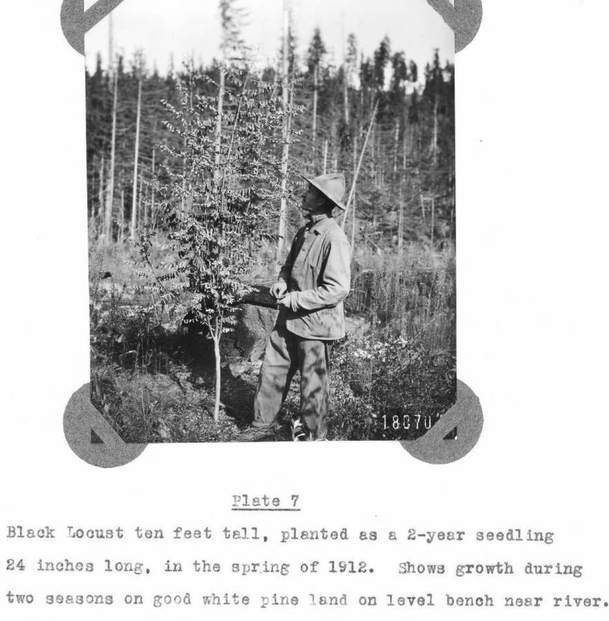 Plate 7 caption: "Black Locust ten feet tall, planted as a 2-year seedling 24 inches long, in the spring of 1912.  Shows growth during two seasons on good white pine land on level bench near river."